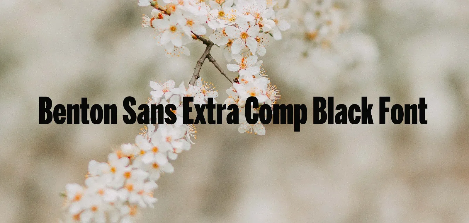 Benton Sans Extra Comp Black Font